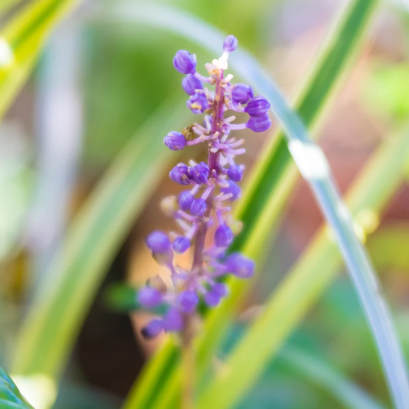 Liriope muscari Gold Banded