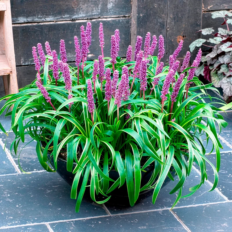 Liriope muscari Gold Banded