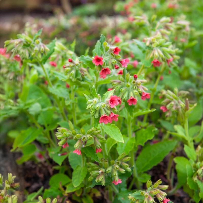 Pulmonaire rouge