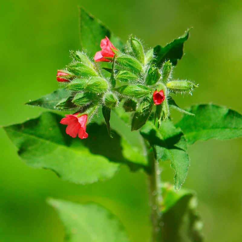 Pulmonaire rouge
