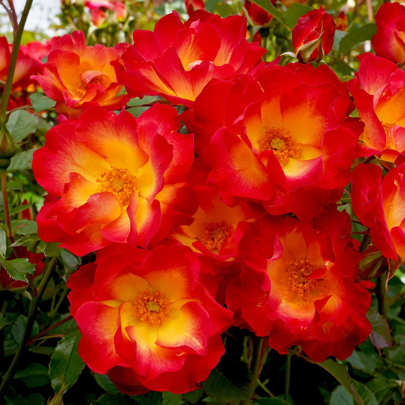 Rosier Summer of Love®