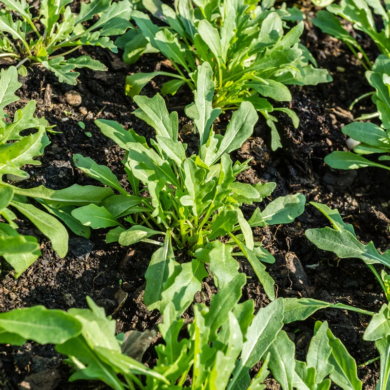 Roquette cultivée Bio