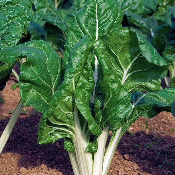 Poirée verte à carde blanche 3 Bio