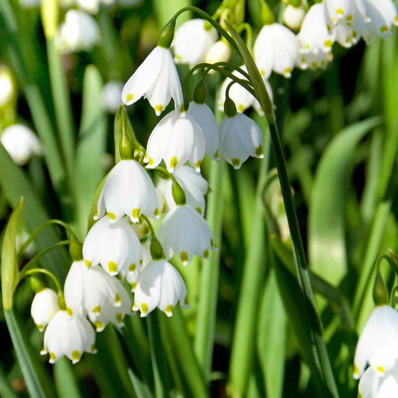 8 Nivéoles d'été