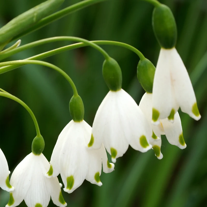 8 Nivéoles d'été