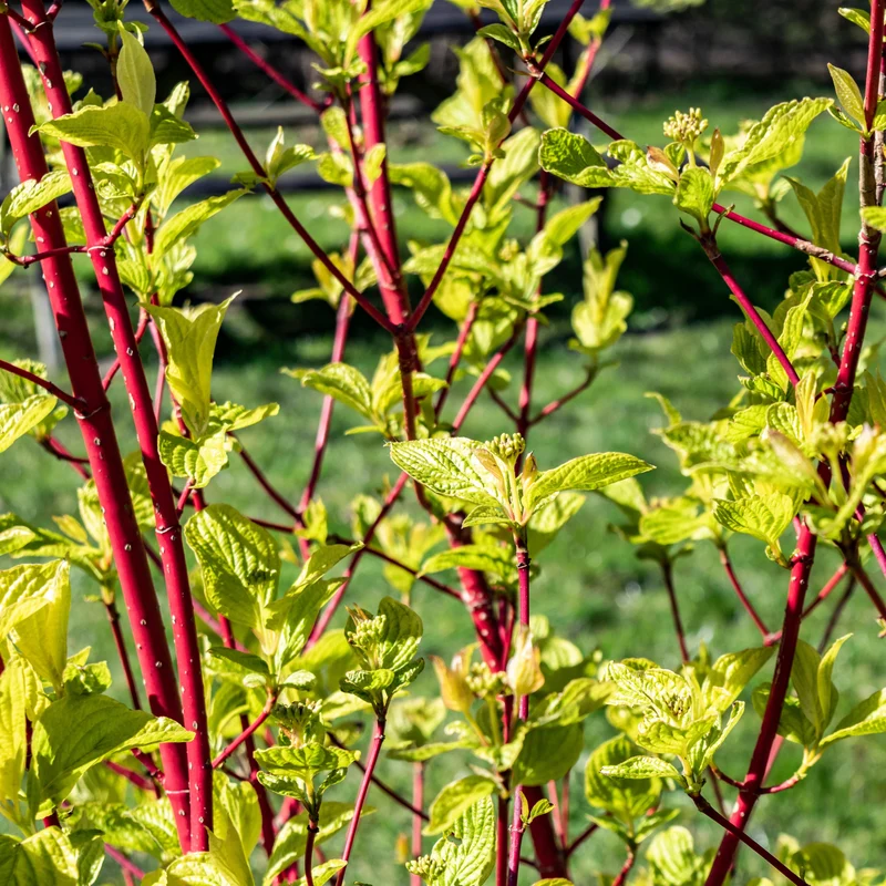 Cornouiller à bois rouge Sibirica