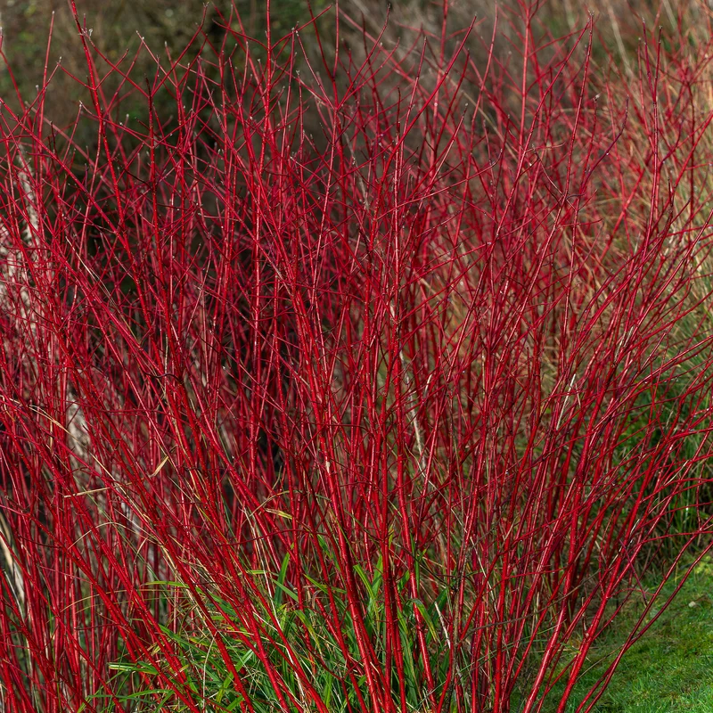 Cornouiller à bois rouge Sibirica