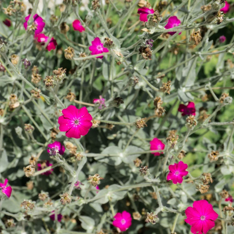 Coquelourde des jardins Atrosanguinea