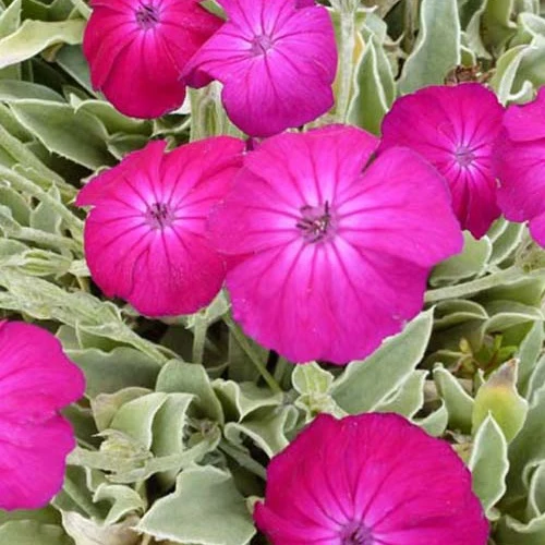 Coquelourde des jardins Atrosanguinea