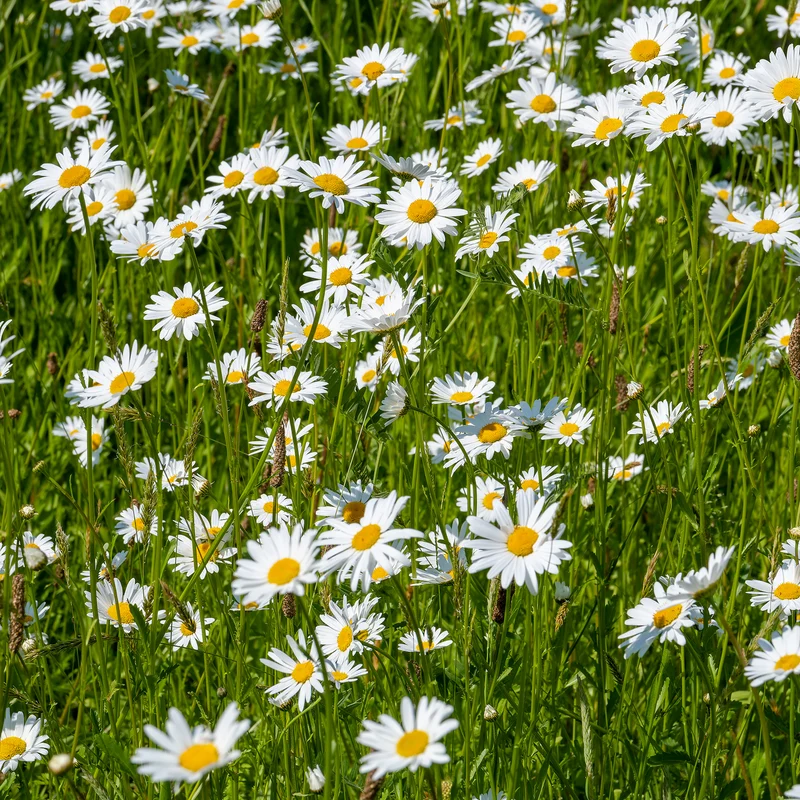 Marguerite commune