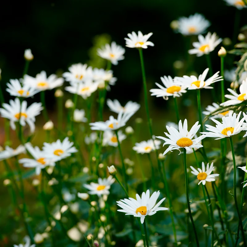 Marguerite commune