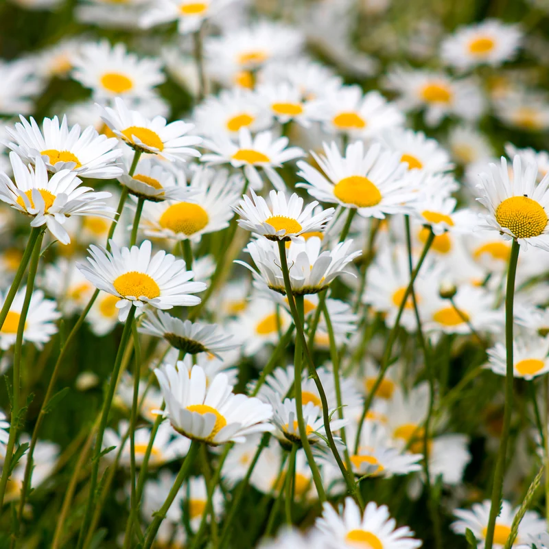 Marguerite commune