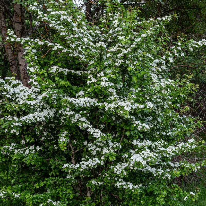 Aubépine