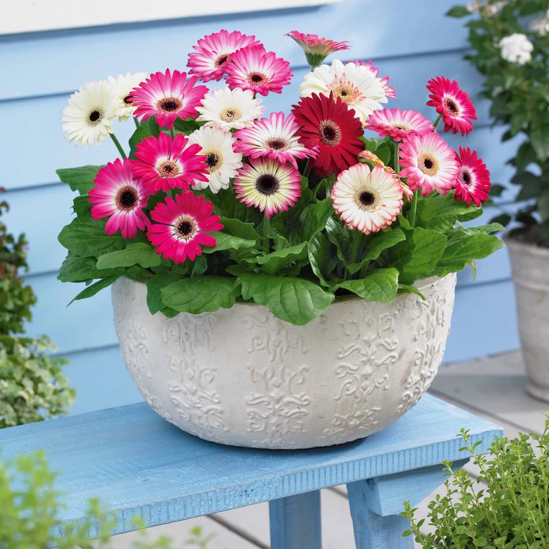 3 Gerberas pastel