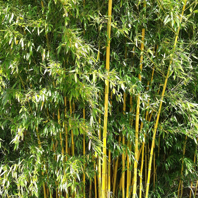 Bambou traçant panaché