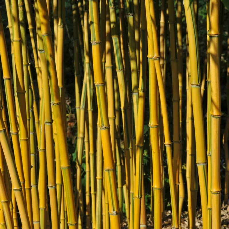 Bambou traçant panaché