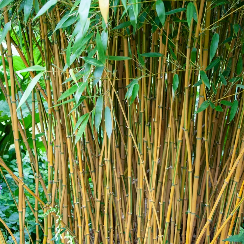 Bambou traçant panaché