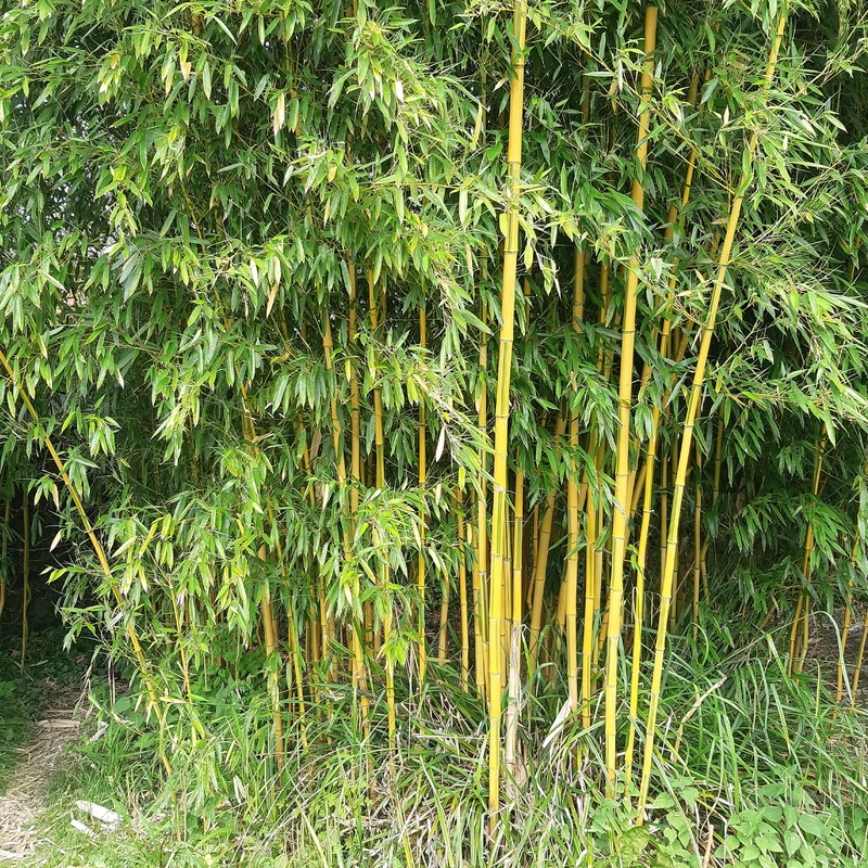 Bambou traçant panaché