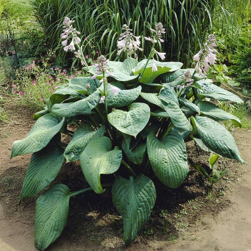 Hosta Blue Umbrellas Funkia