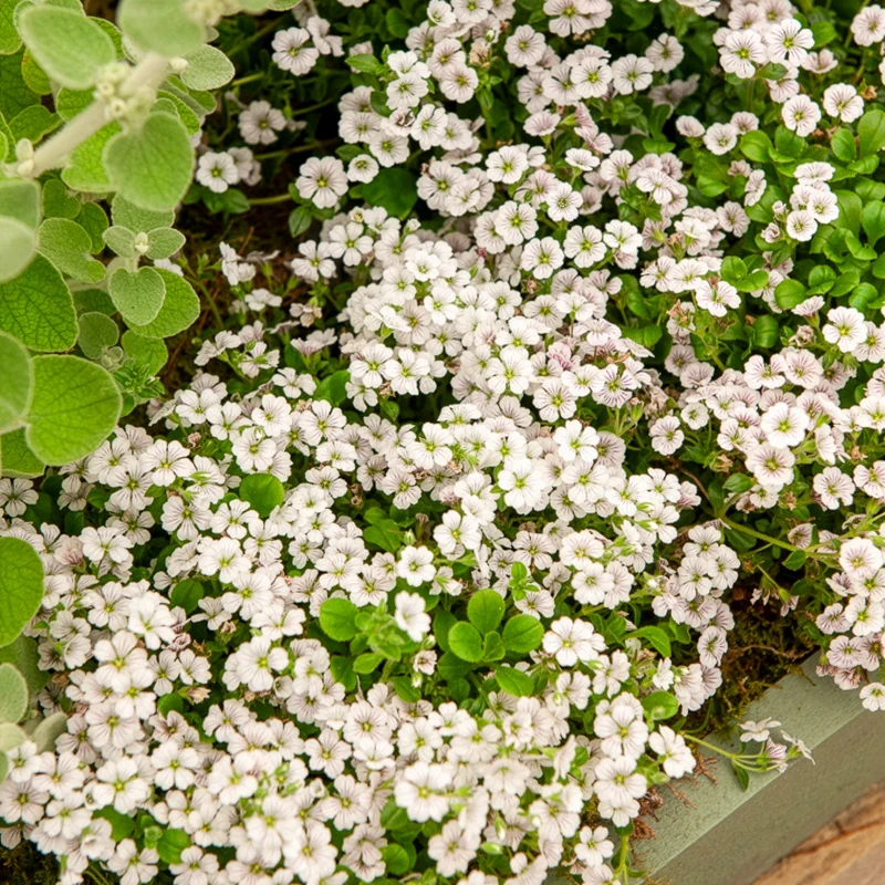 Gypsophile en coussin