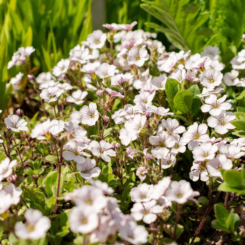 Gypsophile en coussin