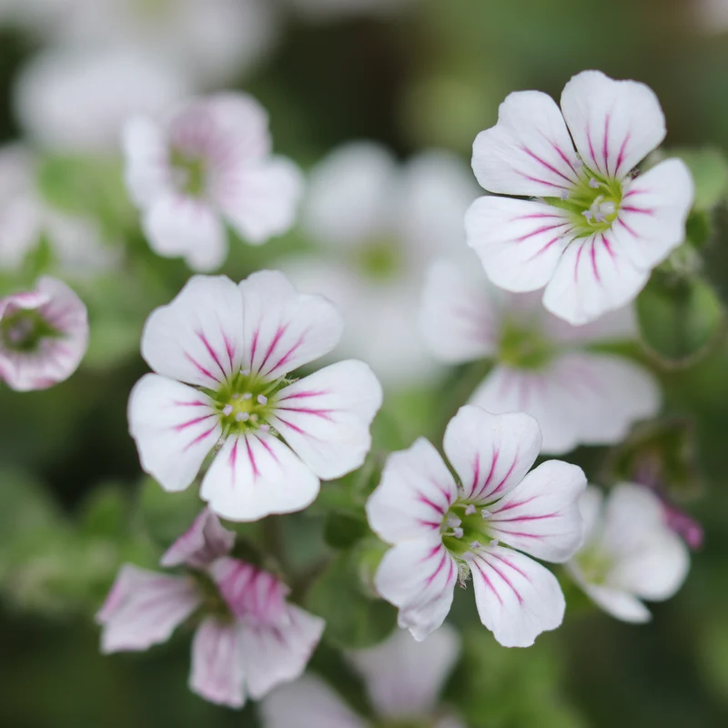 Gypsophile en coussin