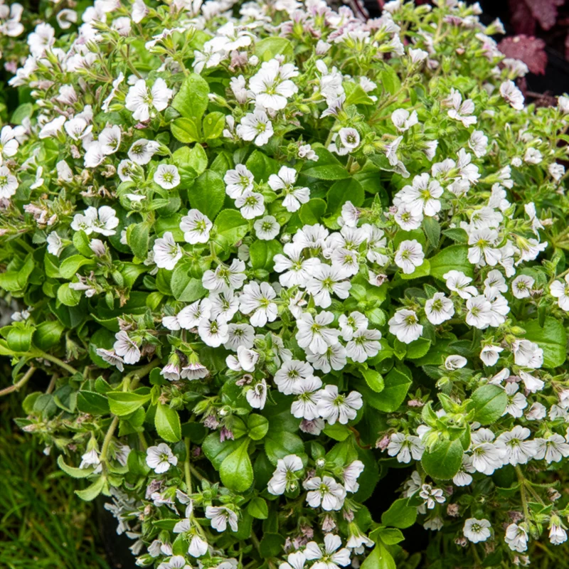 Gypsophile en coussin