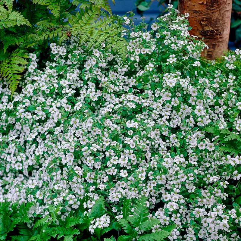 Gypsophile en coussin