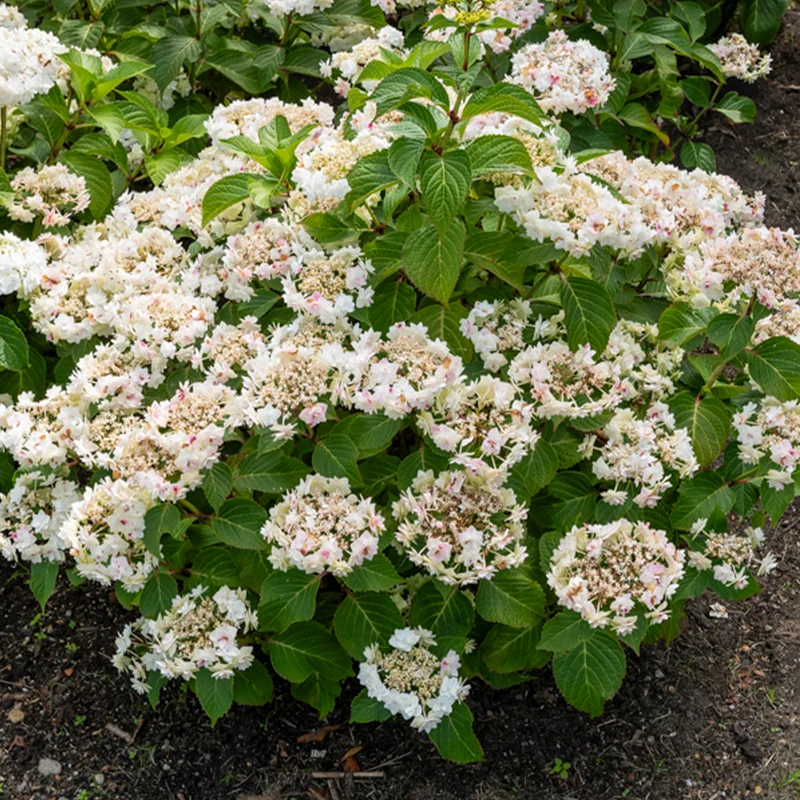 Hortensia Doppio Bianco