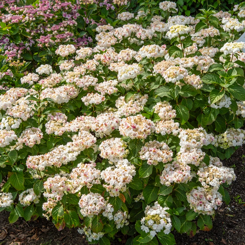 Hortensia Doppio Bianco