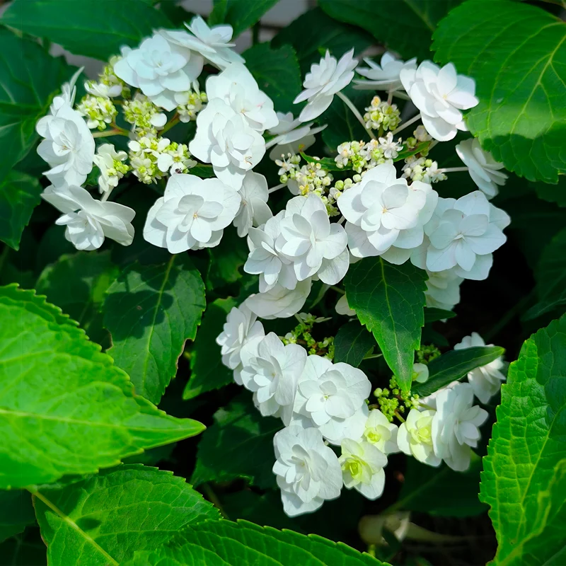 Hortensia Doppio Bianco