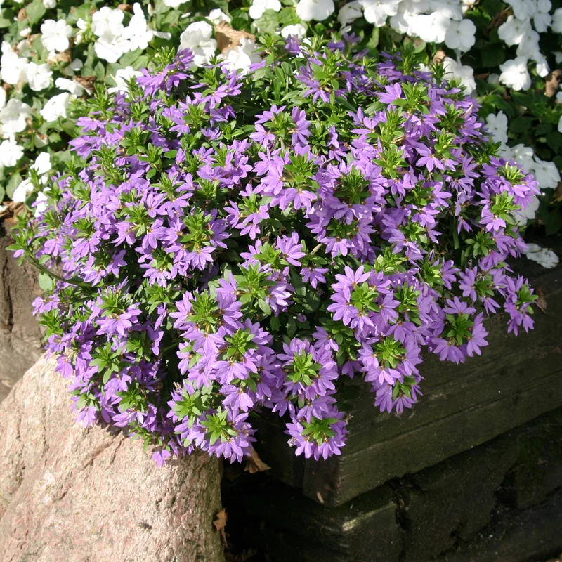 Scaevola violet