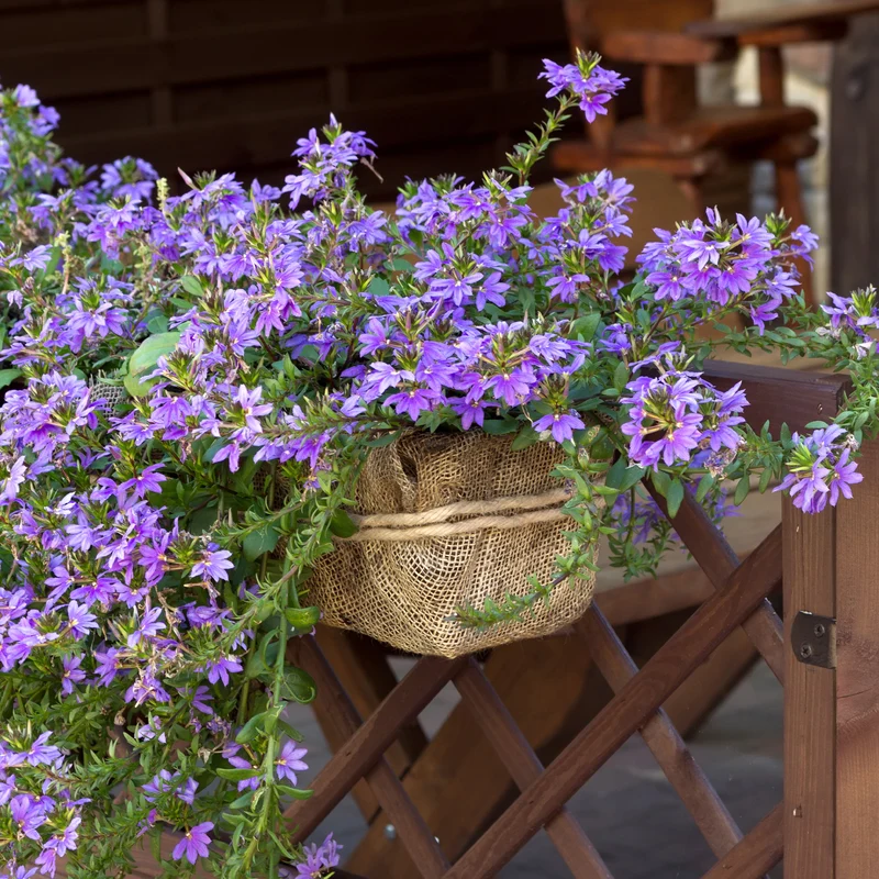 Scaevola violet