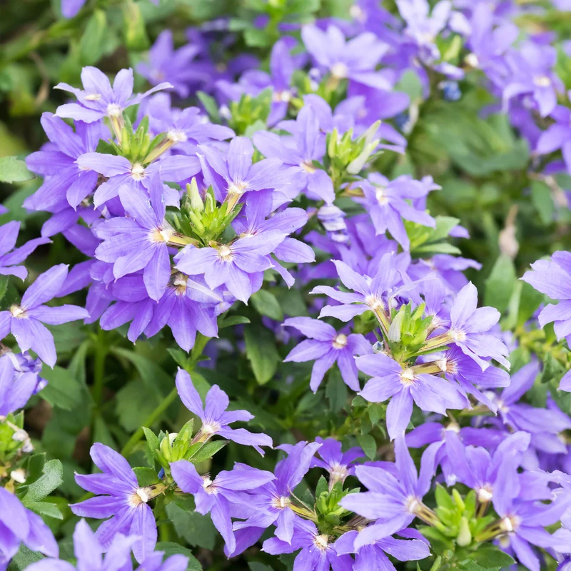 Scaevola violet