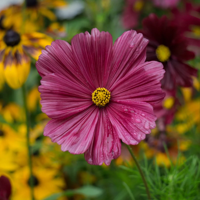 Cosmos rose