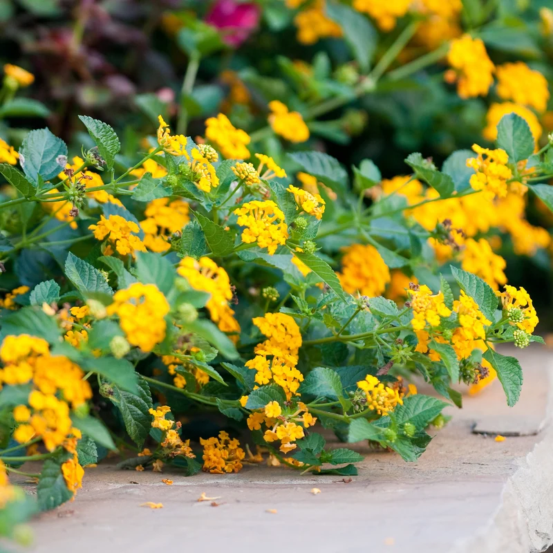 Lantana jaune