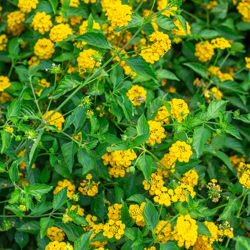 Lantana jaune