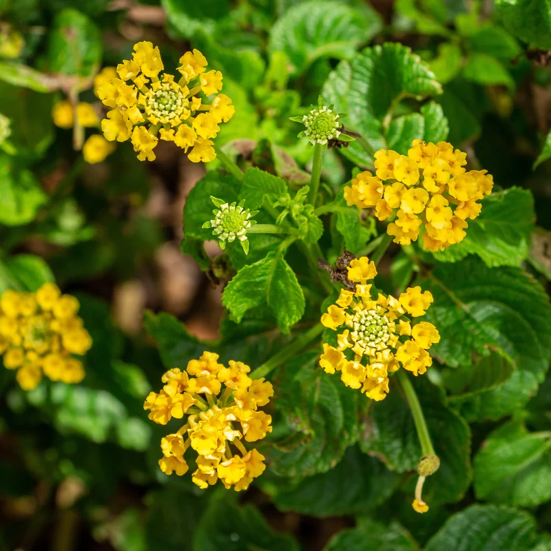 Lantana jaune