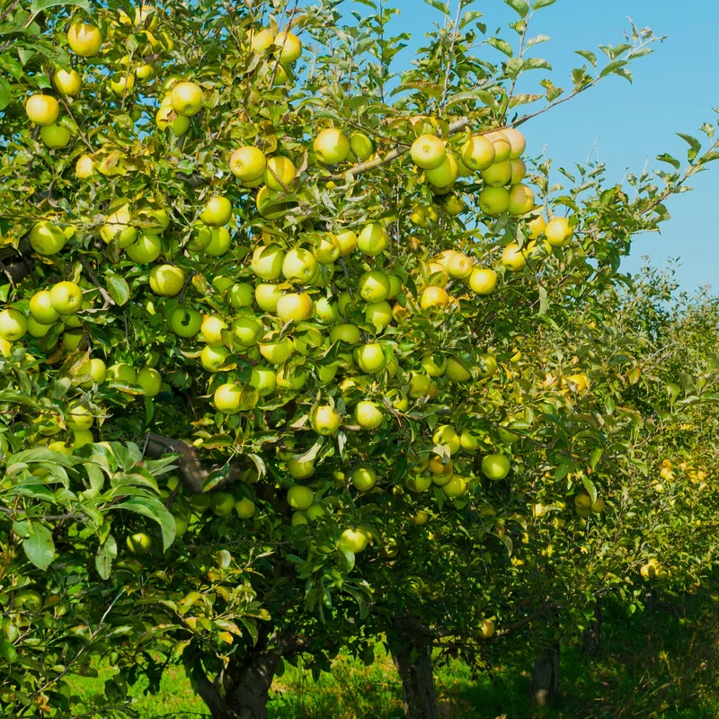Pommier Golden Delicious