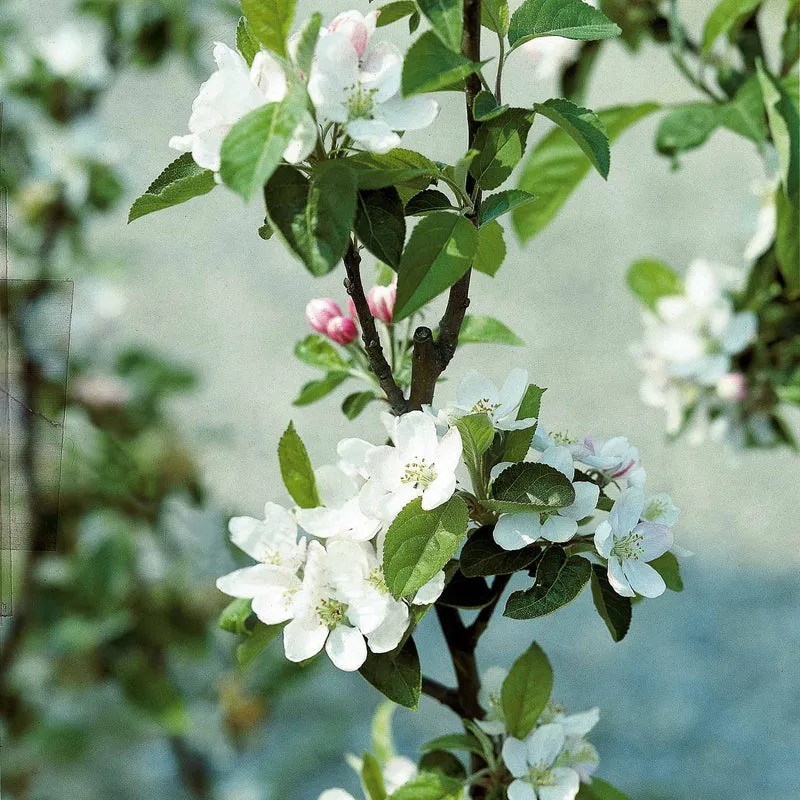 Pommier Golden Delicious