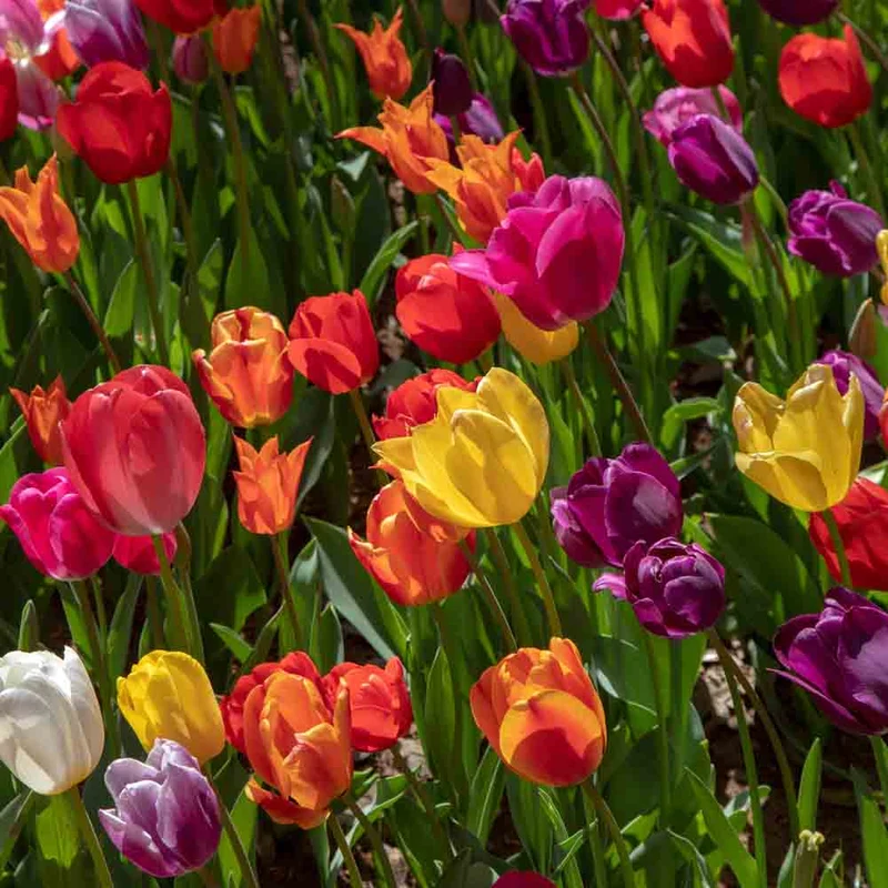 TULIPE BOTANIQUE EN MÉLANGE AB