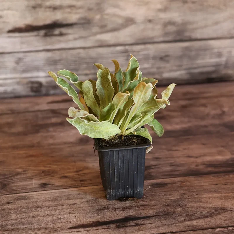 COQUELOURDE DES JARDINS POURPRE AB - PLANT