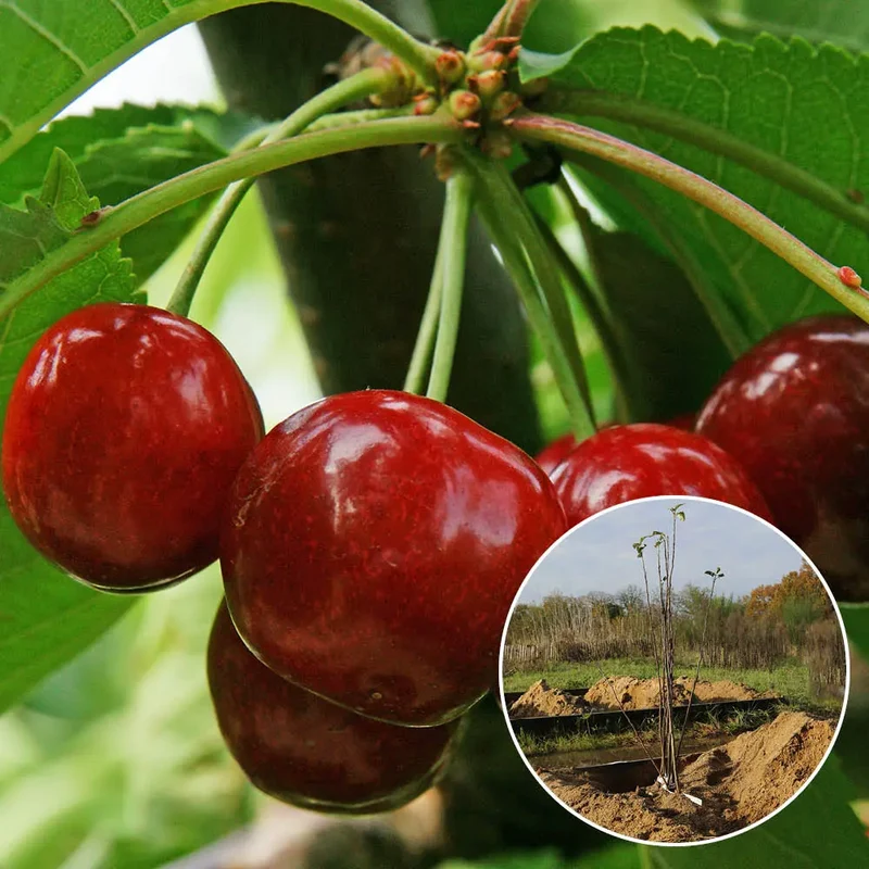 CERISIER BIGARREAU HÂTIF BURLAT AB