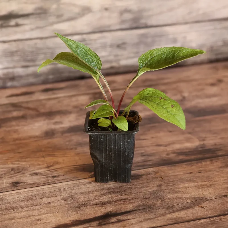ECHINACÉE PURPUREA AB - PLANT
