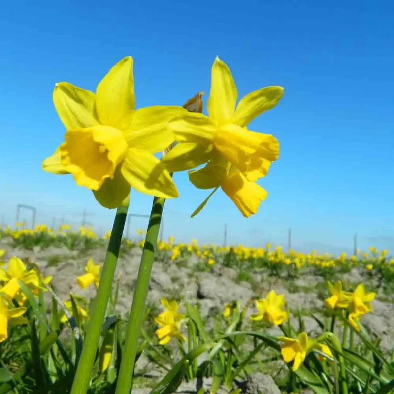 NARCISSE BOTANIQUE TETE A TETE AB