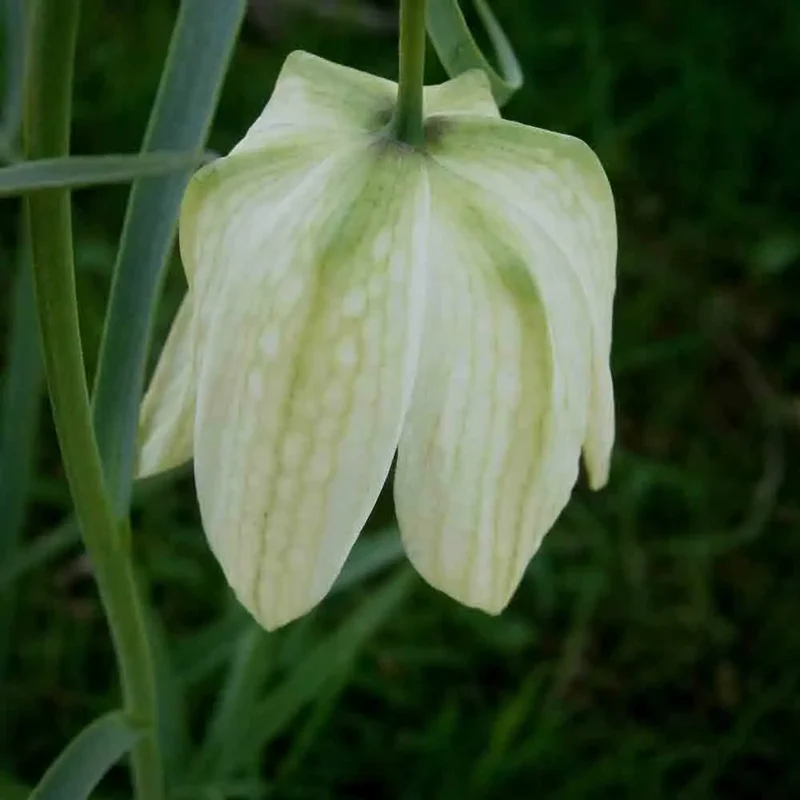 FRITILLAIRE PINTADE BLANCHE