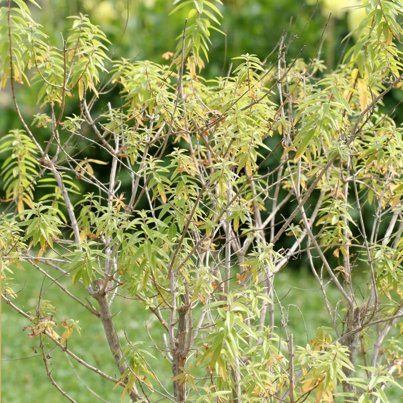 VERVEINE CITRONNELLE AB - PLANT