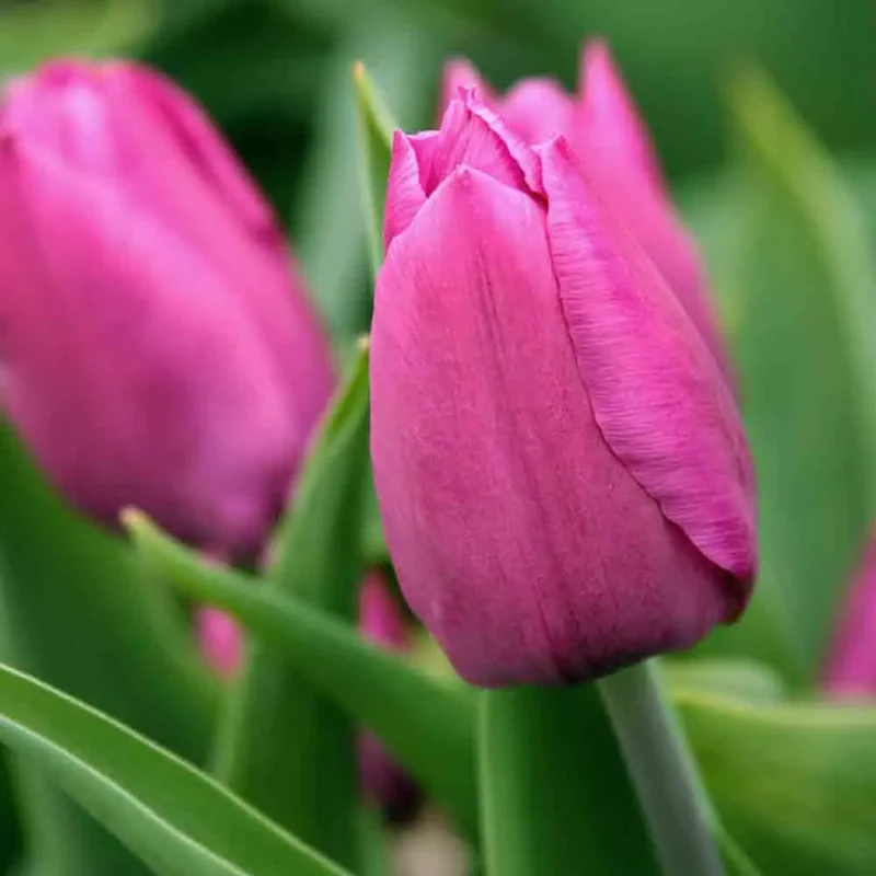 TULIPE TRIOMPHE PINK AB