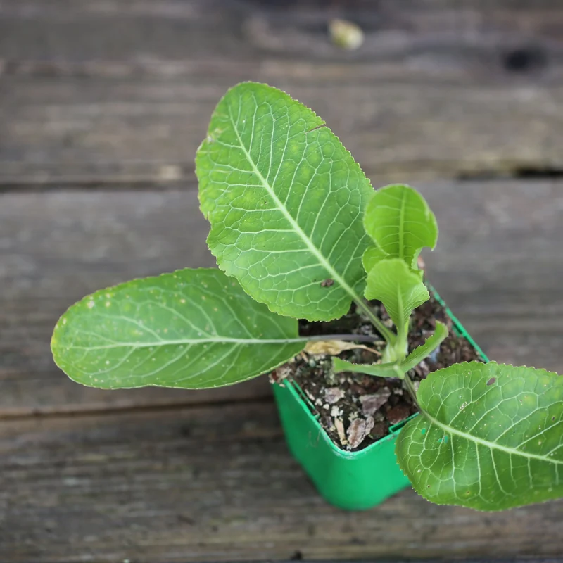 RAIFORT AB - PLANT
