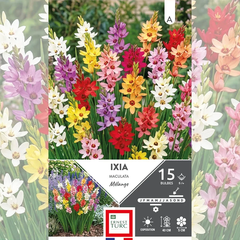 IXIA EN MÉLANGE